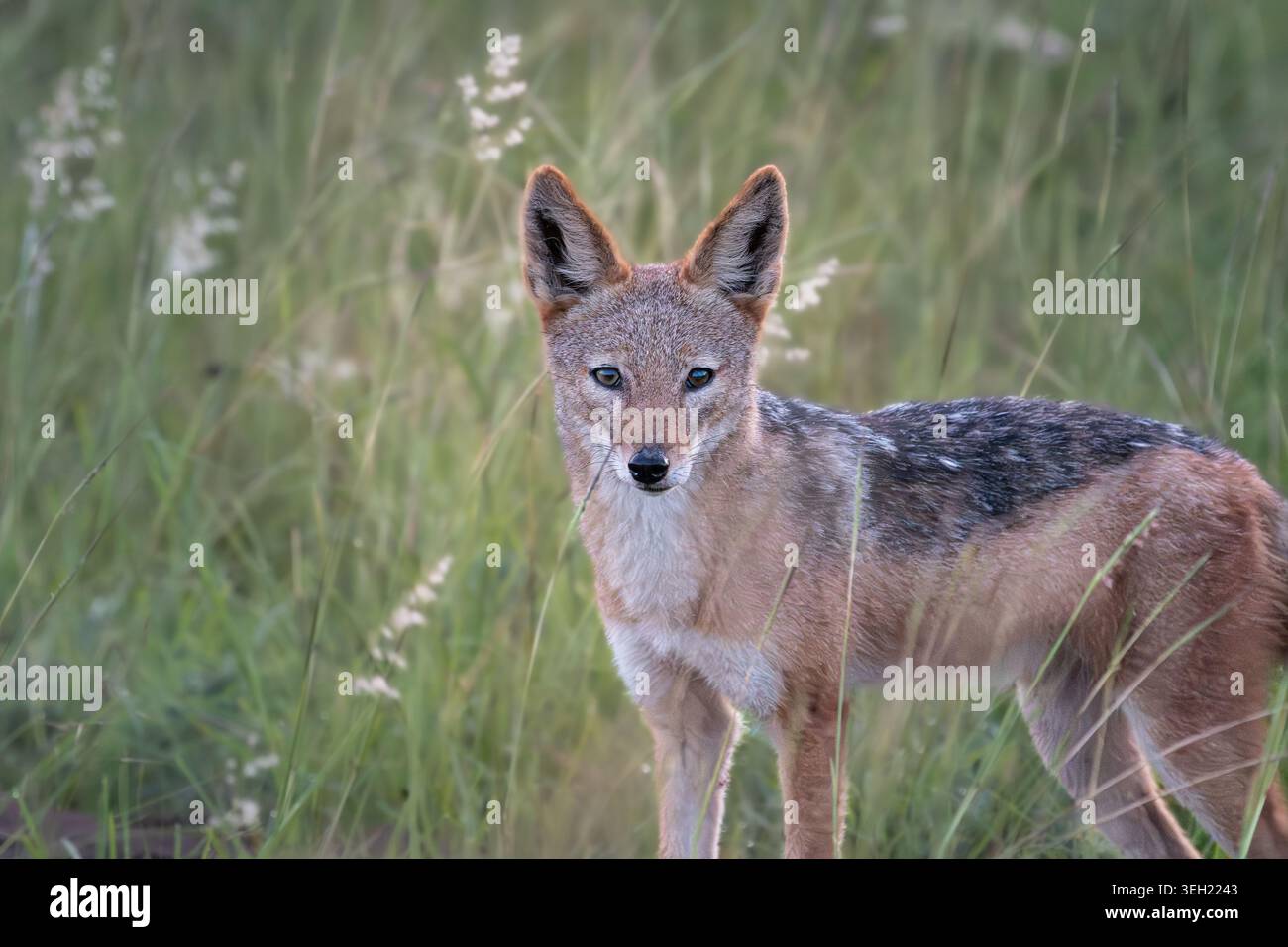 Jackal con schienale nero (Lupulella mesomelas) che fissa la fotocamera dalle alte erbe Foto Stock