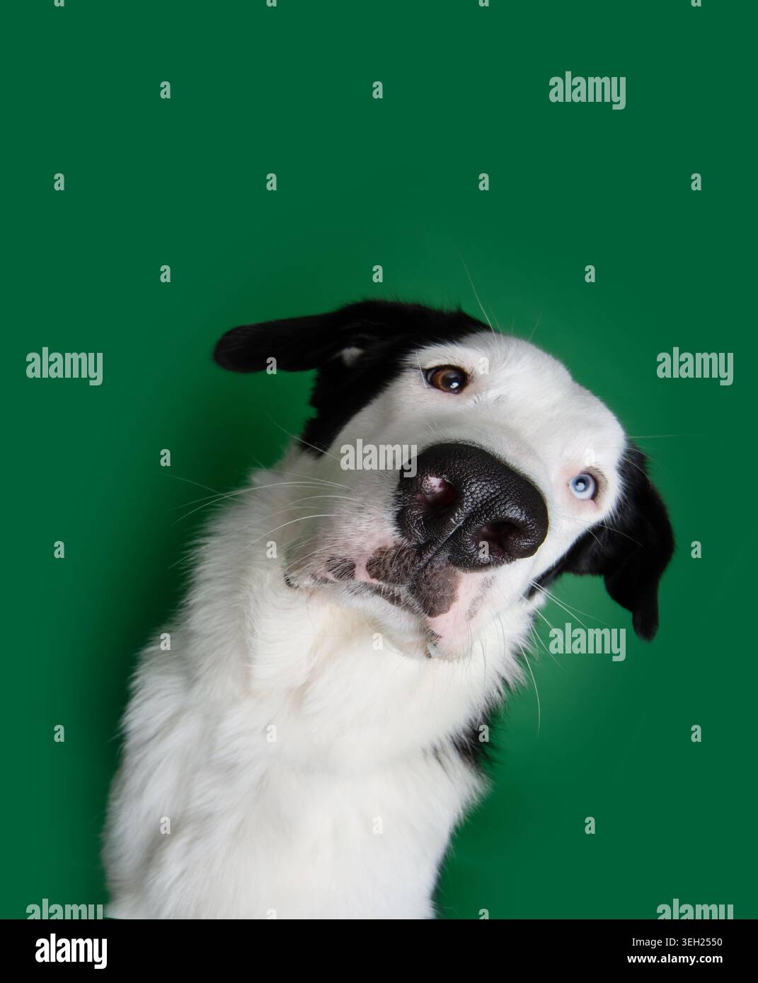 Divertente cane da cucciolo ritratto che inclina la testa e sbircia con occhi di diverso colore. Isolato su sfondo verde Foto Stock
