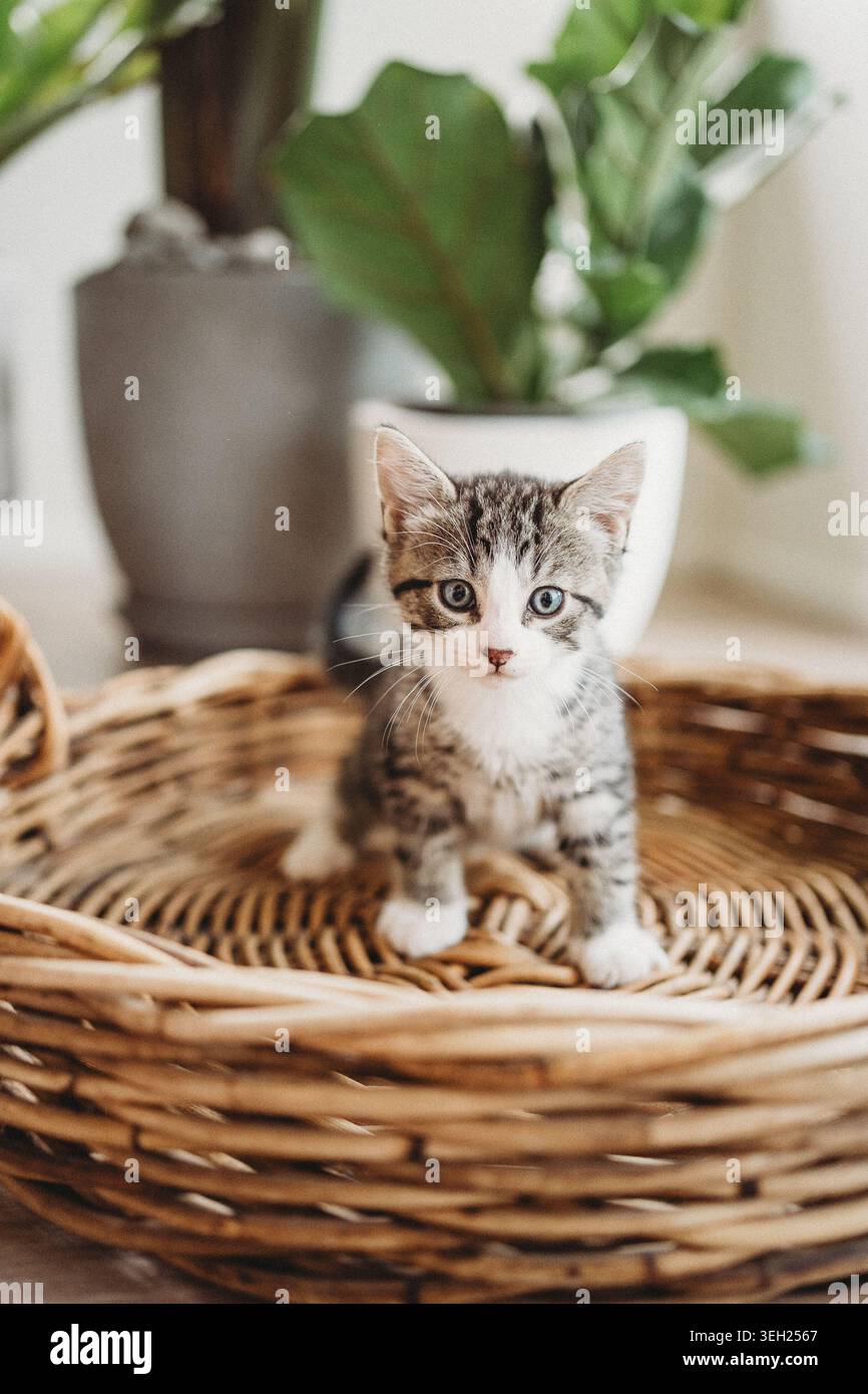 Simpatico gattino in un cestino con sfondo sfocato Foto Stock