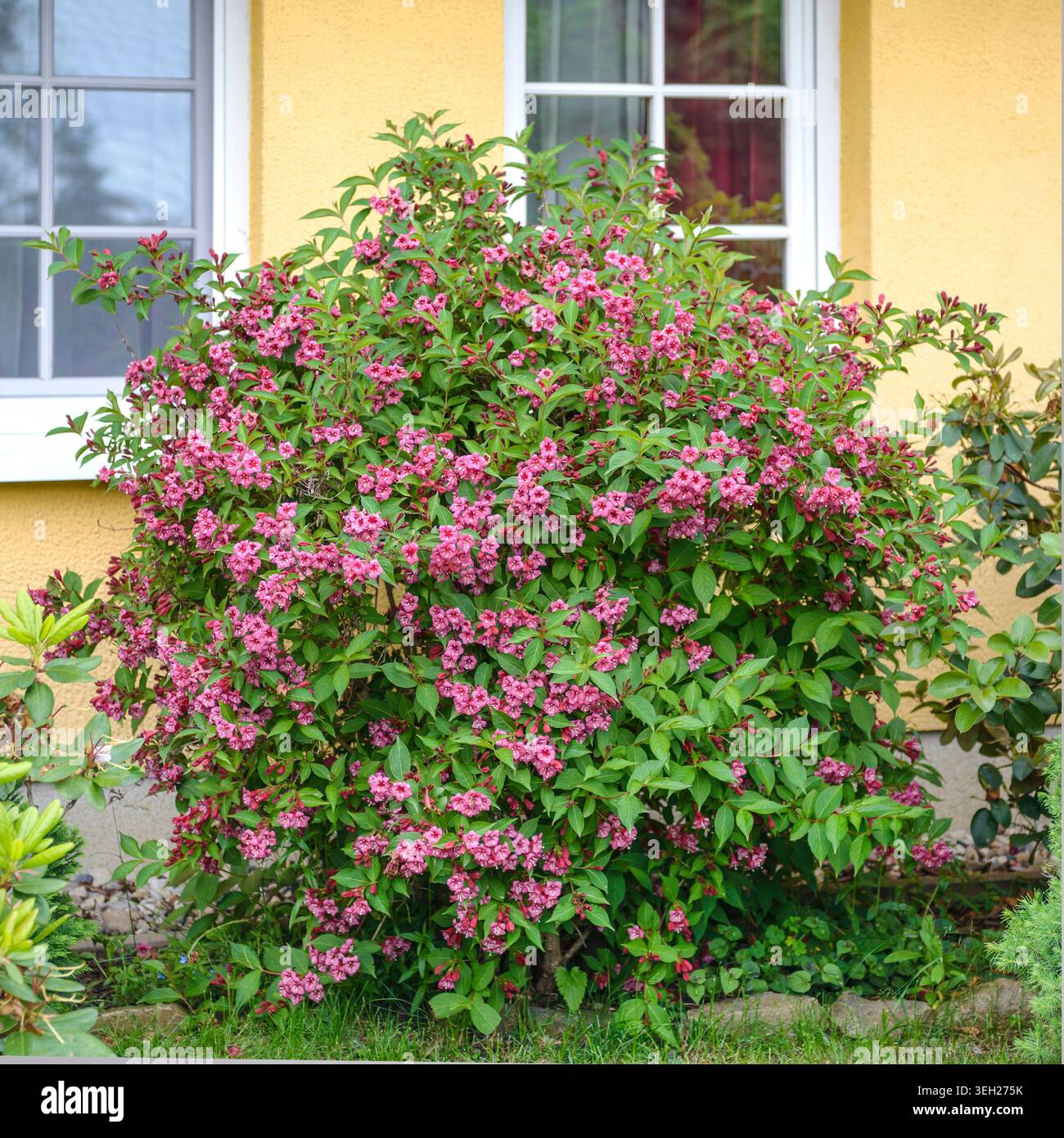 weigela (Weigela 'Bristol Ruby', Weigela Bristol Ruby), cultivar Bristol Ruby, fioritura, Germania Foto Stock