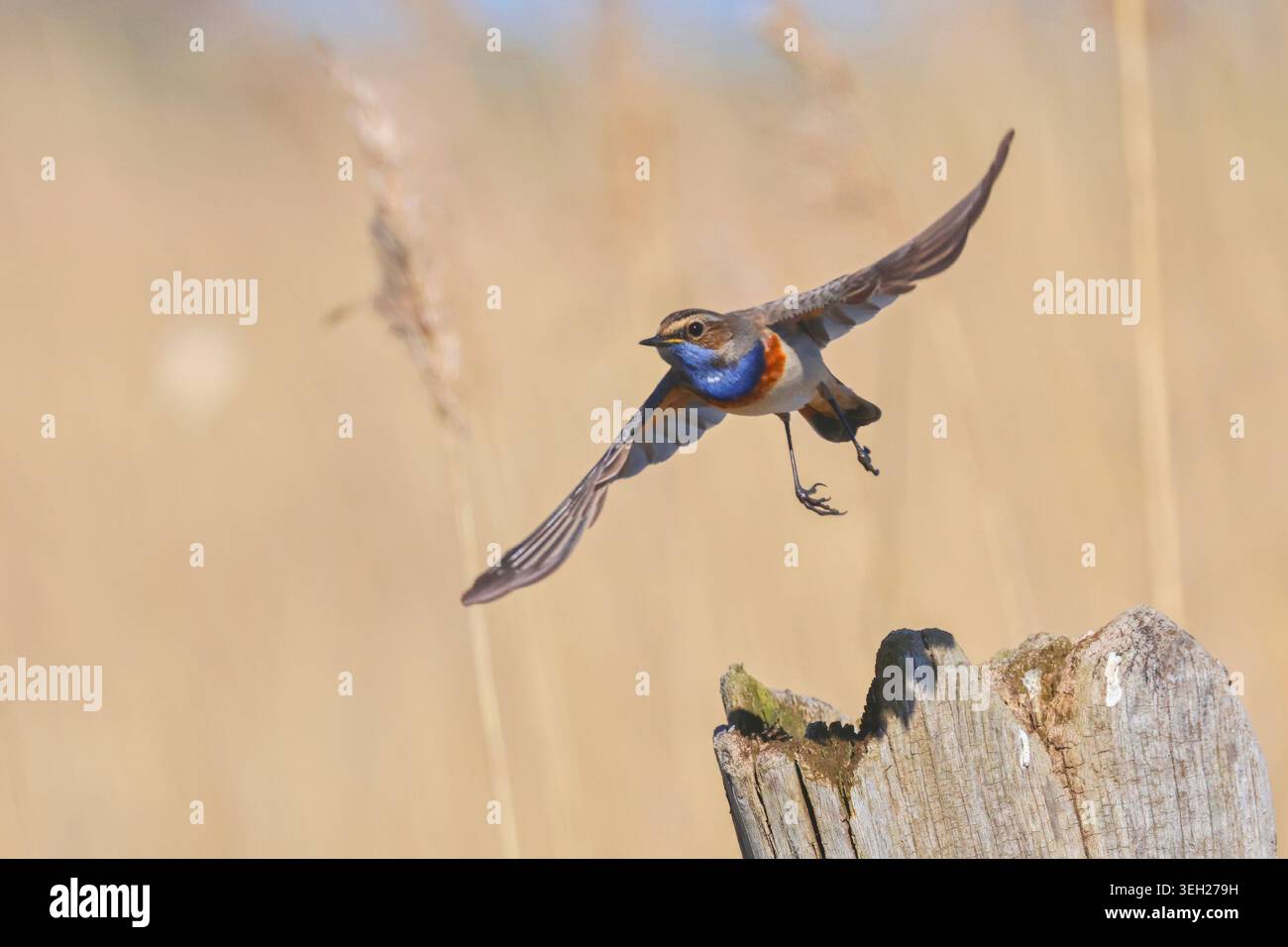 Bluethroat maculato bianco (Luscinia svecica cyanecula), decollando da un palo di legno, Germania, Meclemburgo-Pomerania occidentale Foto Stock