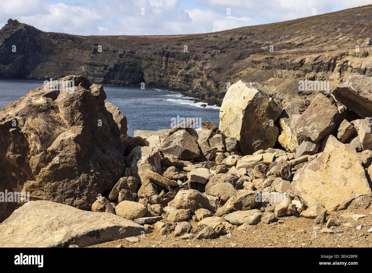 Diverse lucertole giganti di Gran Canaria (Gallotia stehlini) che riposano tra le rocce vulcaniche sulla costa frastagliata dell'Atlantico vicino ad Agaete, Gran Canaria, Canary Foto Stock