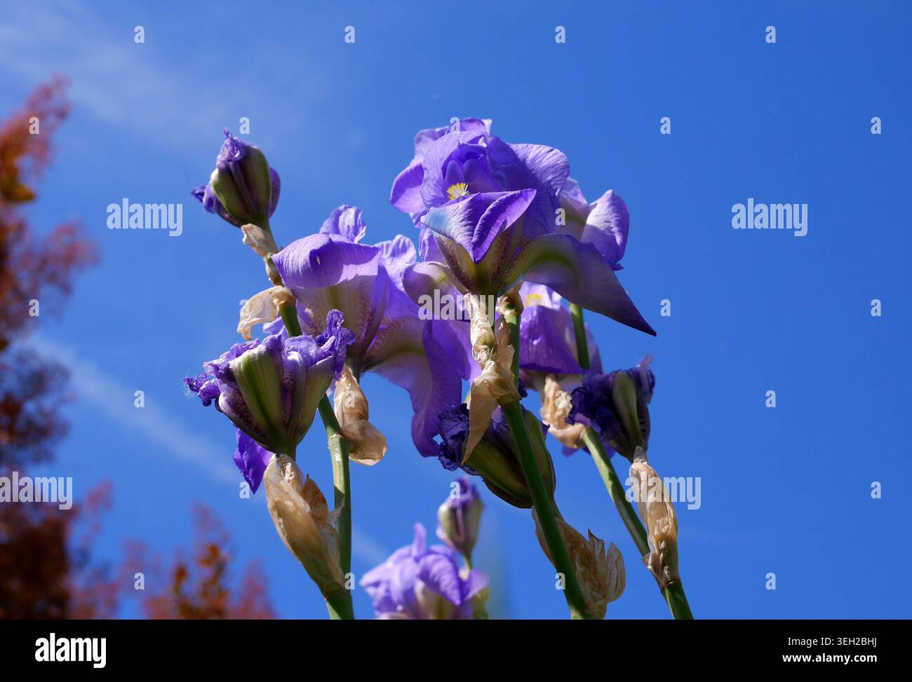 Viola Iris barbuti tedeschi, Iris germanica, contro un cielo blu, Ungheria Foto Stock