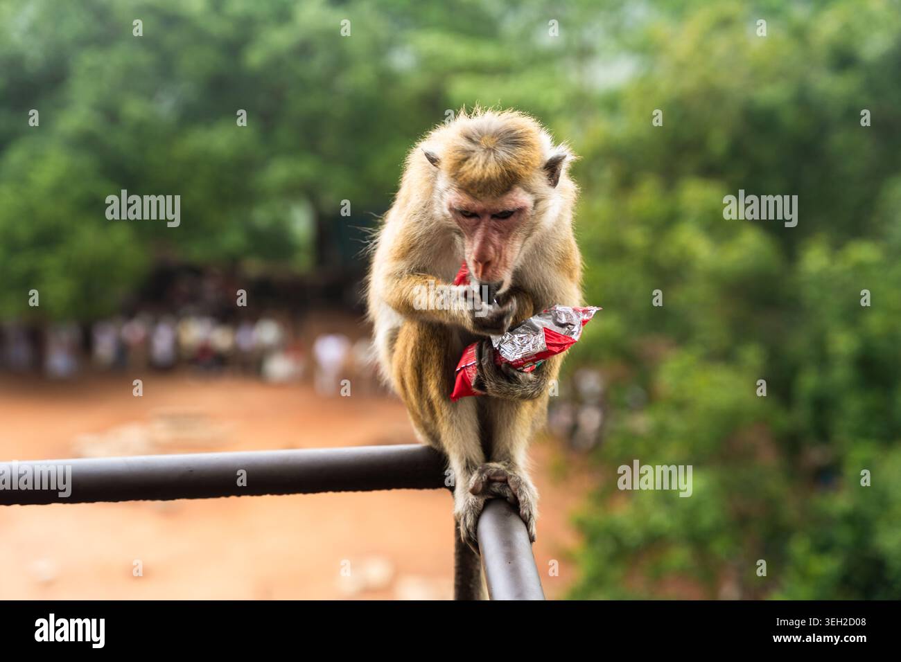 Vista di una scimmia toque macaca seduta su una ringhiera di metallo e mangiando da un involucro di plastica per spuntini con lussureggiante foresta verde sullo sfondo Sigiriya, C. Foto Stock