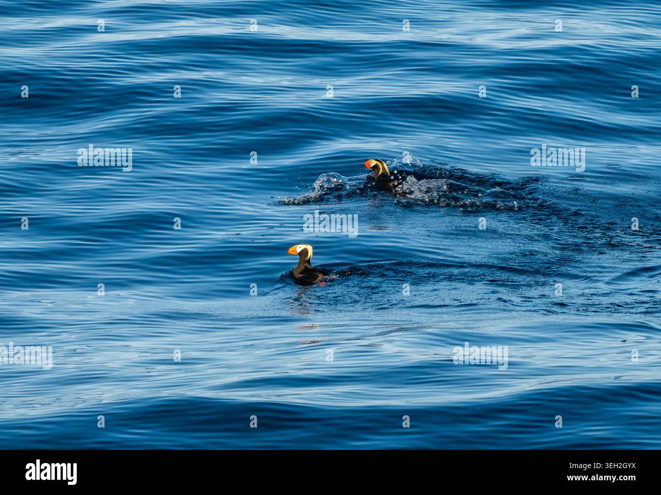 Una coppia di puffini tufati (Fratercula cirrhata) che galleggiano sulla superficie. Al largo delle coste di Washington, Stati Uniti. Foto Stock