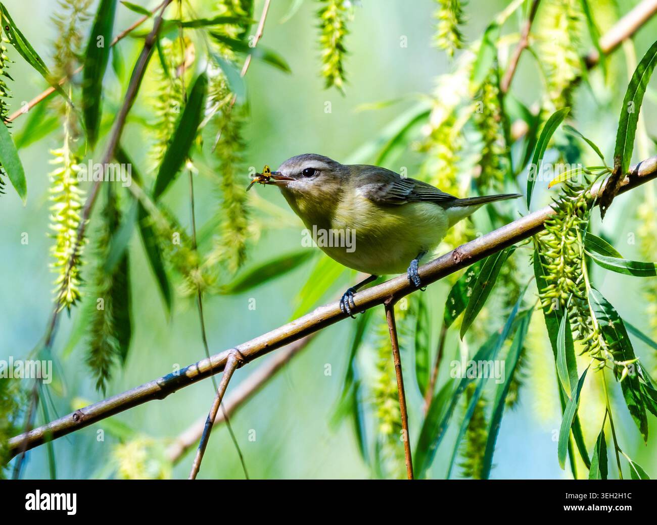 Un Philadelphia Vireo (Vireo philadelphicus) catturò un insetto nella foresta. Texas, Stati Uniti. Foto Stock