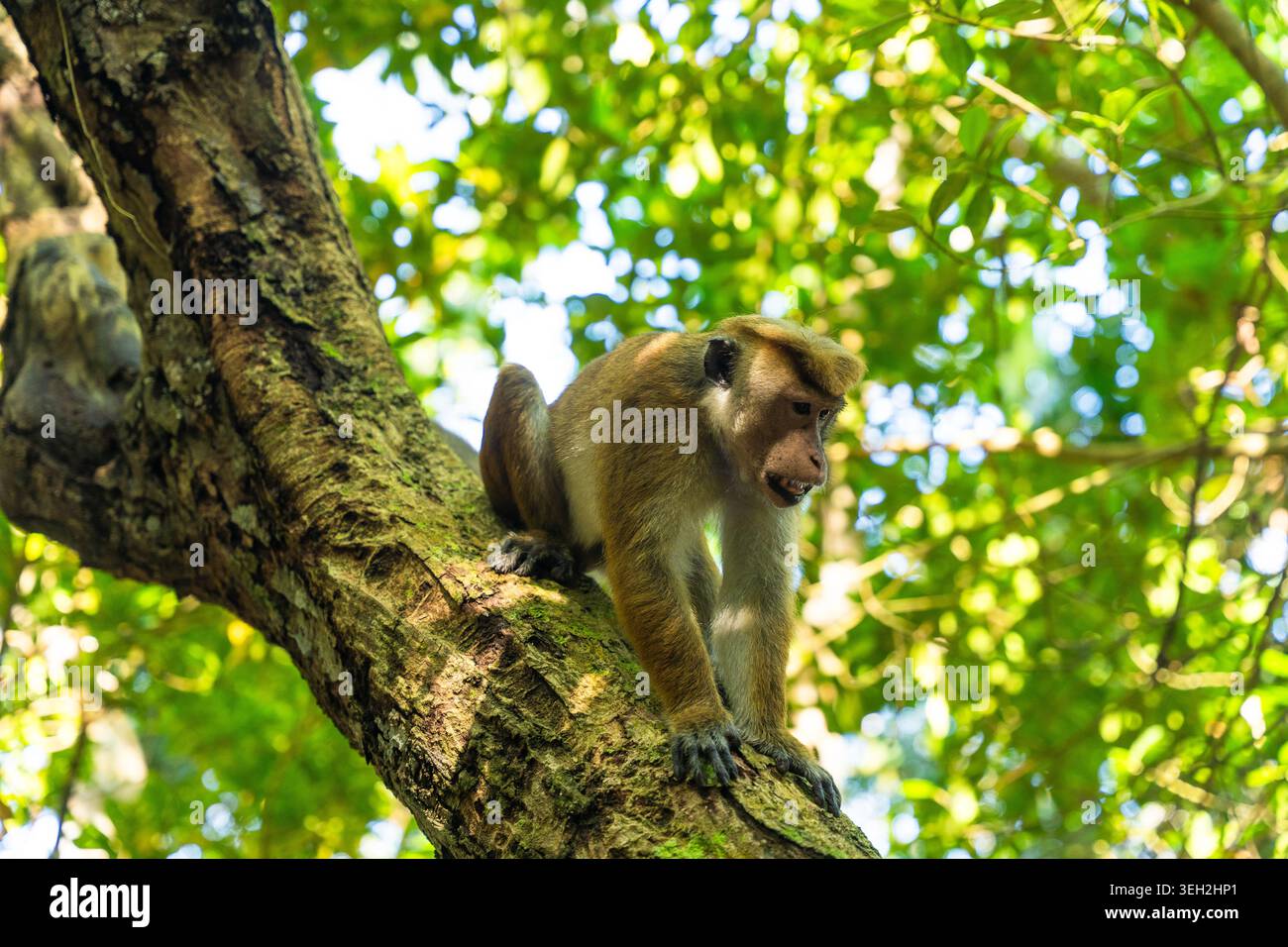 Vista di una scimmia toque macaca arroccata su un ramo di albero circondata da lussureggianti vegetazione a Jungle Beach Unawatuna, nella provincia meridionale dello Sri Lanka. Foto Stock