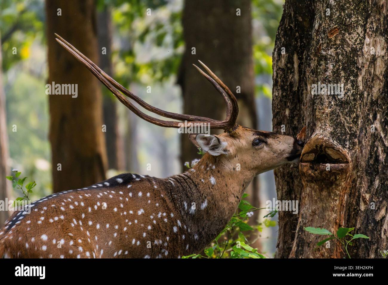 Profilo laterale ravvicinato di un cervo maculato maschio selvatico (Chital) che sniffa un tronco di albero testurizzato in una lussureggiante foresta verde. Foto Stock