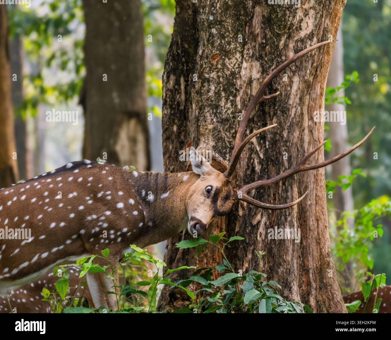 Un cervo selvatico maschio maculato (Chital) che si sfrega sul viso e corna contro un tronco di albero ruvido in una lussureggiante foresta verde. Foto Stock