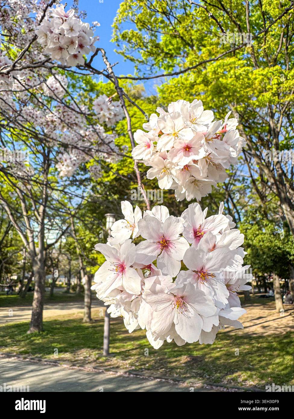 Vista ravvicinata del delicato sakura rosa che sboccia su un ramo in un parco soleggiato in primavera. Il verde fresco e il cielo blu creano una stagione vivace - Immagine stock catturata con smartphone