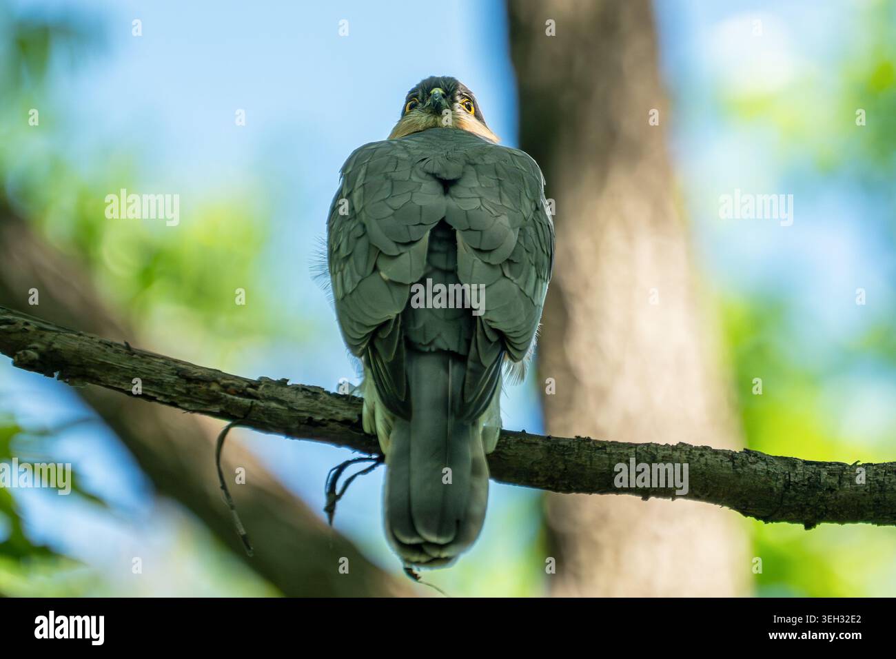 Maschio adulto Sparrowhawk eurasiatico (Accipiter nisus) arroccato su un ramo, girando la testa di 180 gradi all'indietro con uno sguardo intenso. Foto Stock
