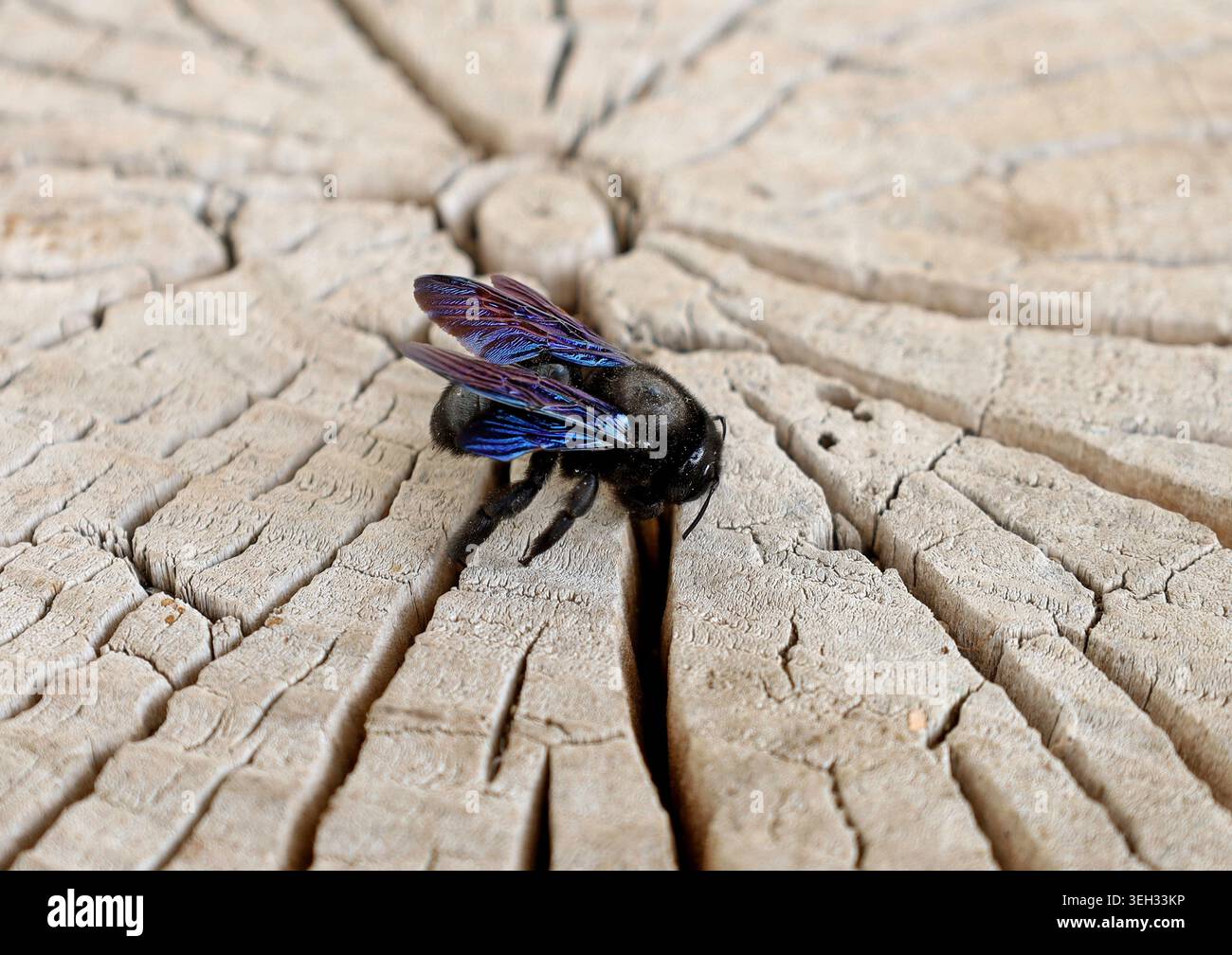 Xylocopa violacea, o ape da falegname viola, su una sezione trasversale di tronco di legno essiccato. Foto Stock