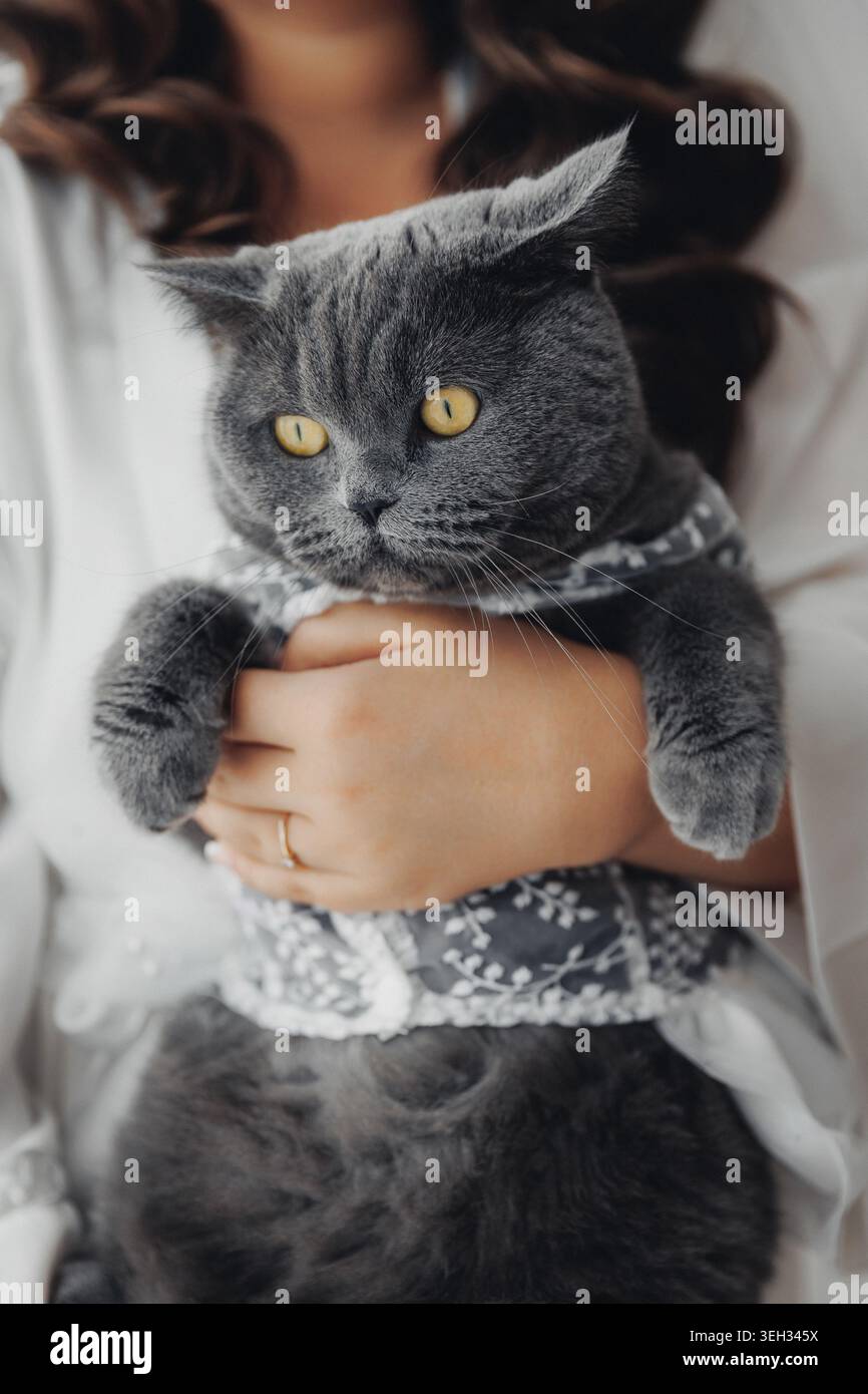 Gatto grigio tenue annidato tra le braccia umane Foto Stock
