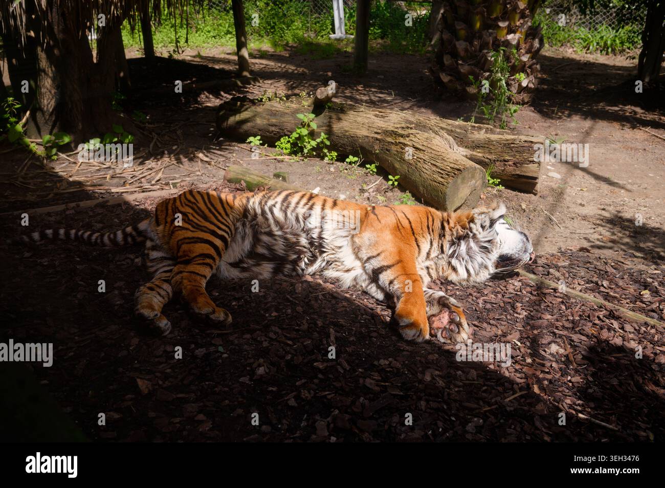 Tigre addormentata che riposa sotto la luce del sole all'interno del suo recinto allo zoo di Lisbona Foto Stock