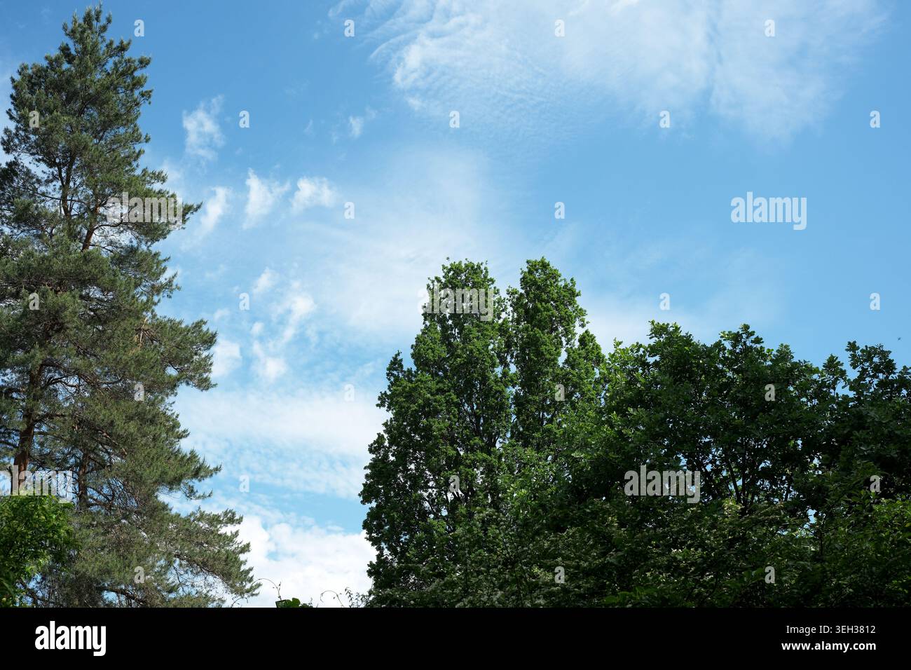 La luce del sole splende su alberi vibranti, creando un'atmosfera tranquilla e rilassante. Foto Stock