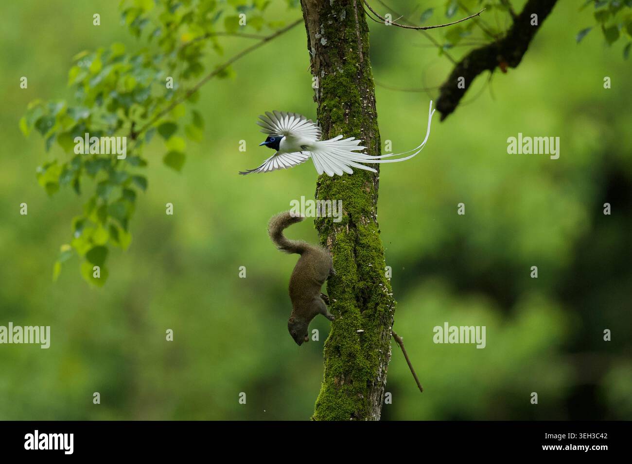 (260522) -- HUANGSHAN, 22 maggio 2026 (Xinhua) -- questa foto scattata il 2 giugno 2025 mostra un flycatcher del paradiso asiatico e uno scoiattolo nel villaggio Bangxia di Liyang, città di Huangshan, nella provincia di Anhui della Cina orientale. Conosciuto per le sue impressionanti piume a coda lunga e i movimenti aggraziati, il flycatcher del paradiso asiatico ha affascinato gli appassionati di birdwatching e i fotografi. Questo uccello predilige fitte foreste vicino all'acqua ed è stato attratto dalla città di Huangshan per le sue ricche risorse fluviali e la vegetazione diversificata. Man mano che il birdwatching acquista popolarità, i turisti si sono recati al villaggio di Bangxia, aumentando il turismo culturale locale. BA Foto Stock