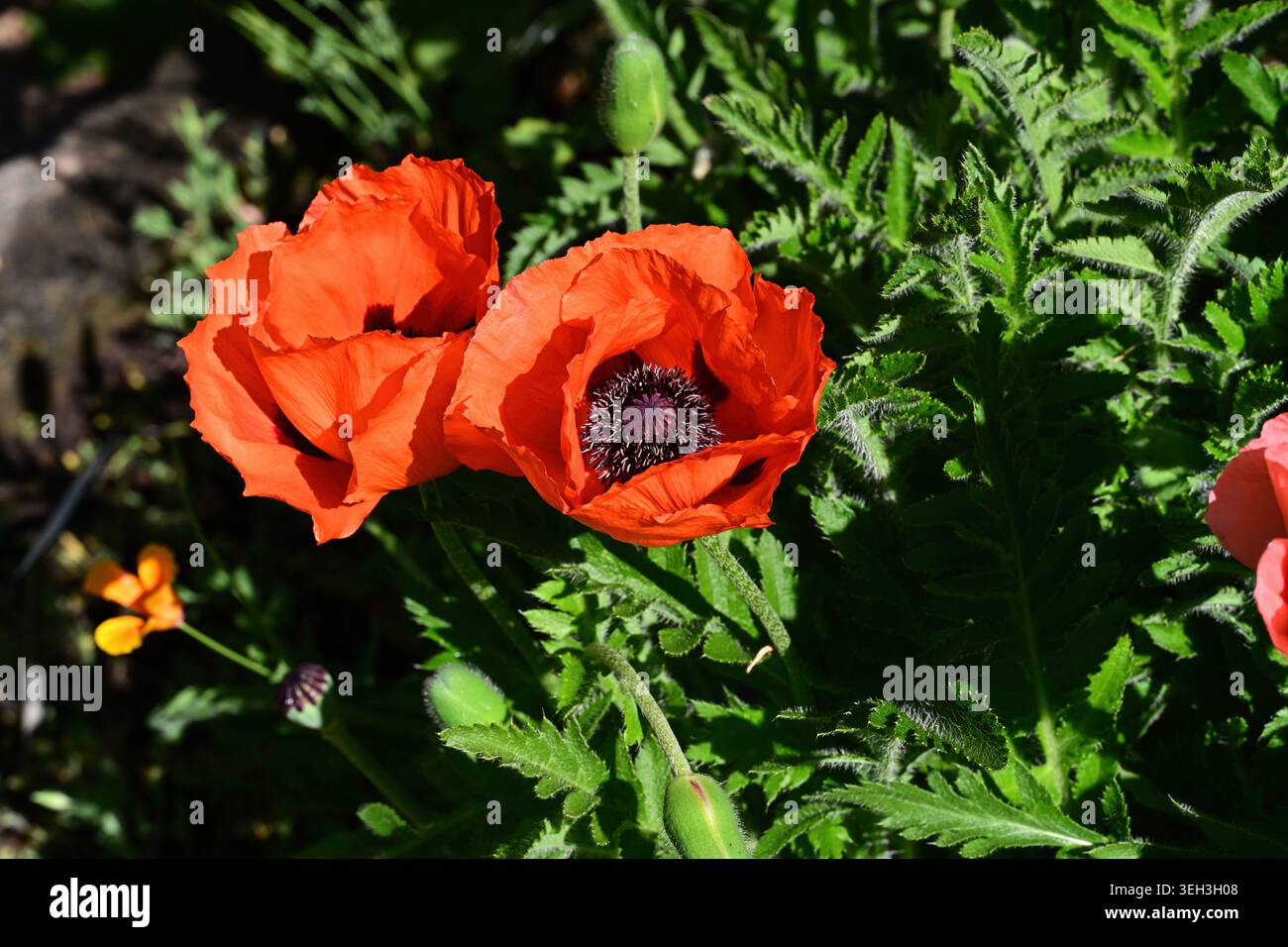 Papavero orientale - Orientale Papaver "Harvest Moon" Foto Stock