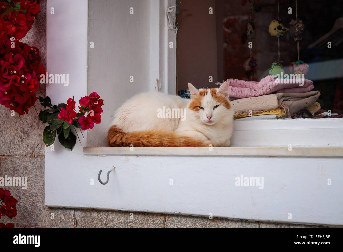 Uno zenzero e un gatto bianco aspettano su un davanzale a Hydra, in Grecia. Foto Stock