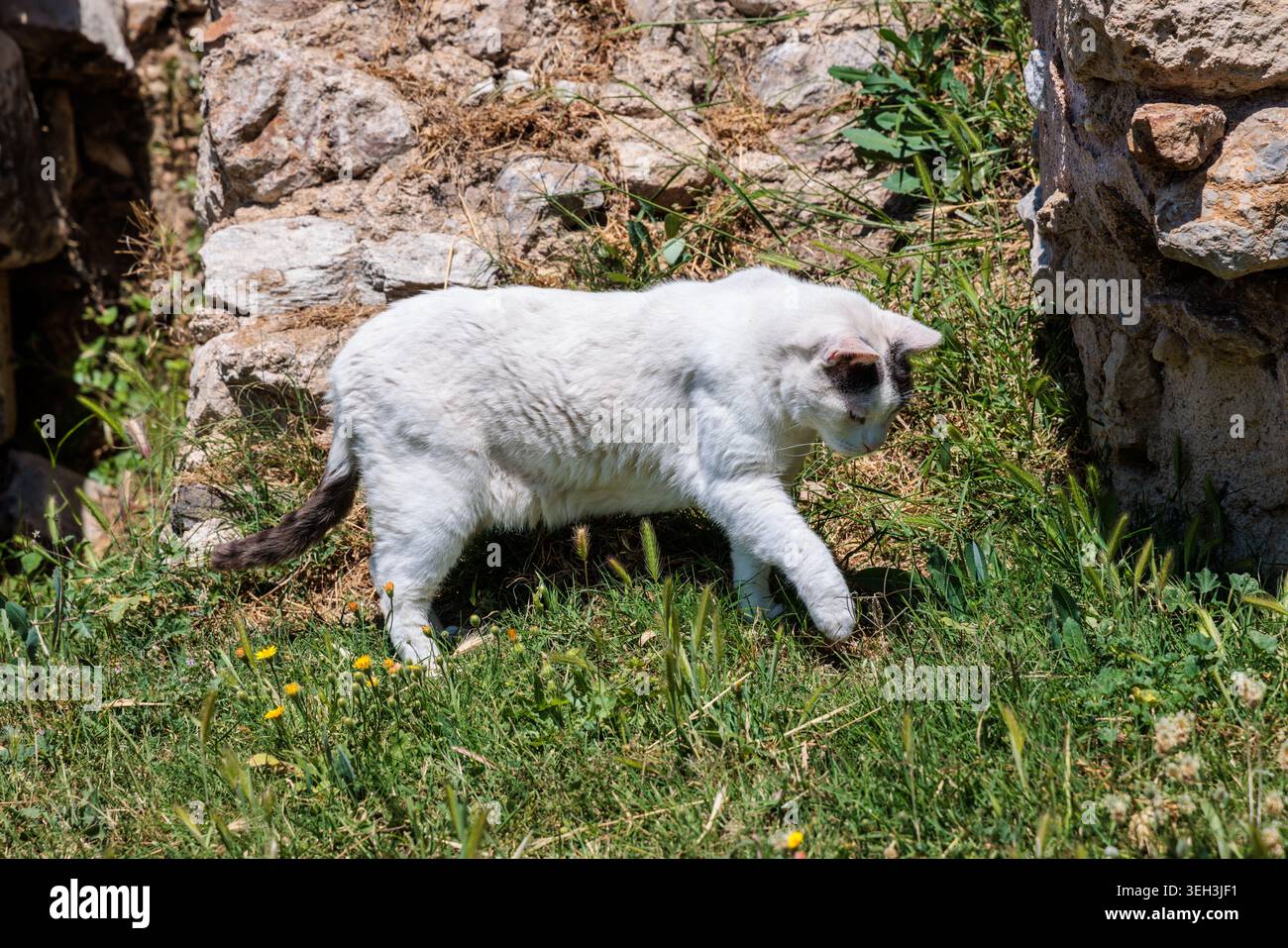 Un gatto bianco insegue la sua preda nei terreni dell'Agorà romana, Atene, Grecia. Foto Stock