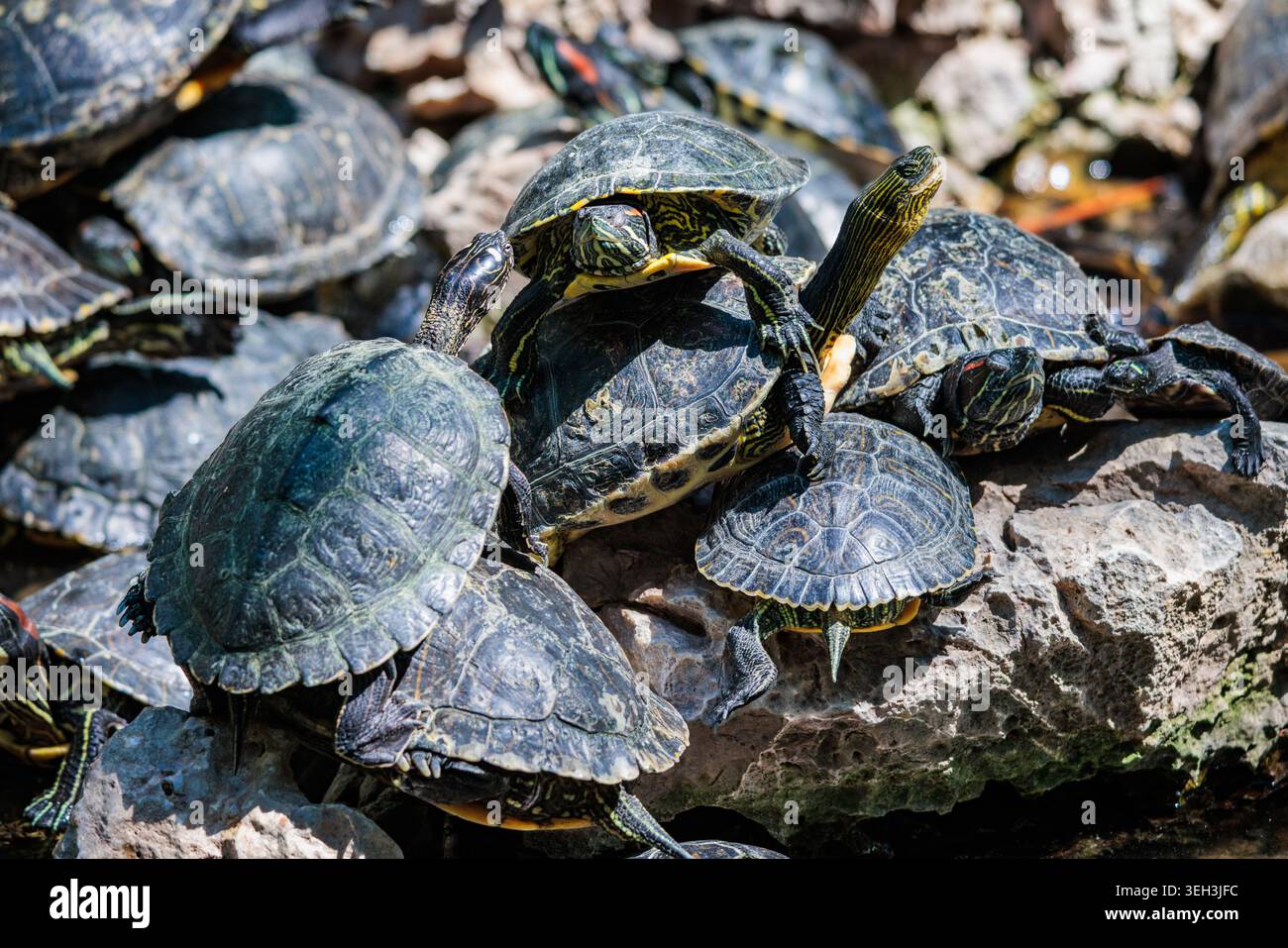 Un mucchio di tartarughe crogiolate al sole nel Giardino Nazionale di Atene, Grecia. Foto Stock