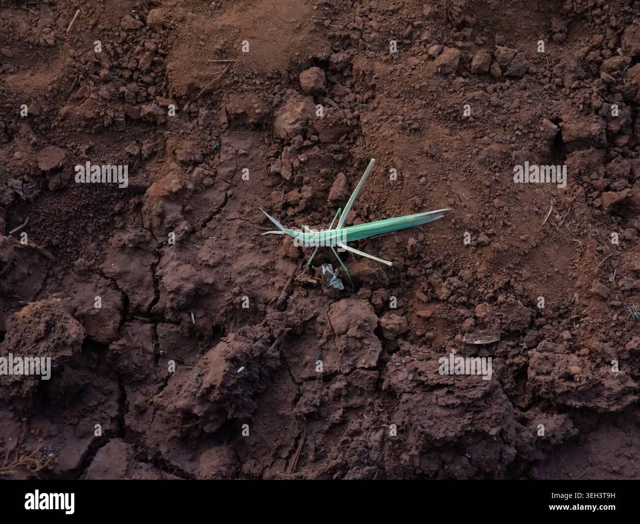 Non c'è bisogno di tenere gli occhi aperti per trovare una grande abbondanza di infissi nel Bush africano. Foto Stock