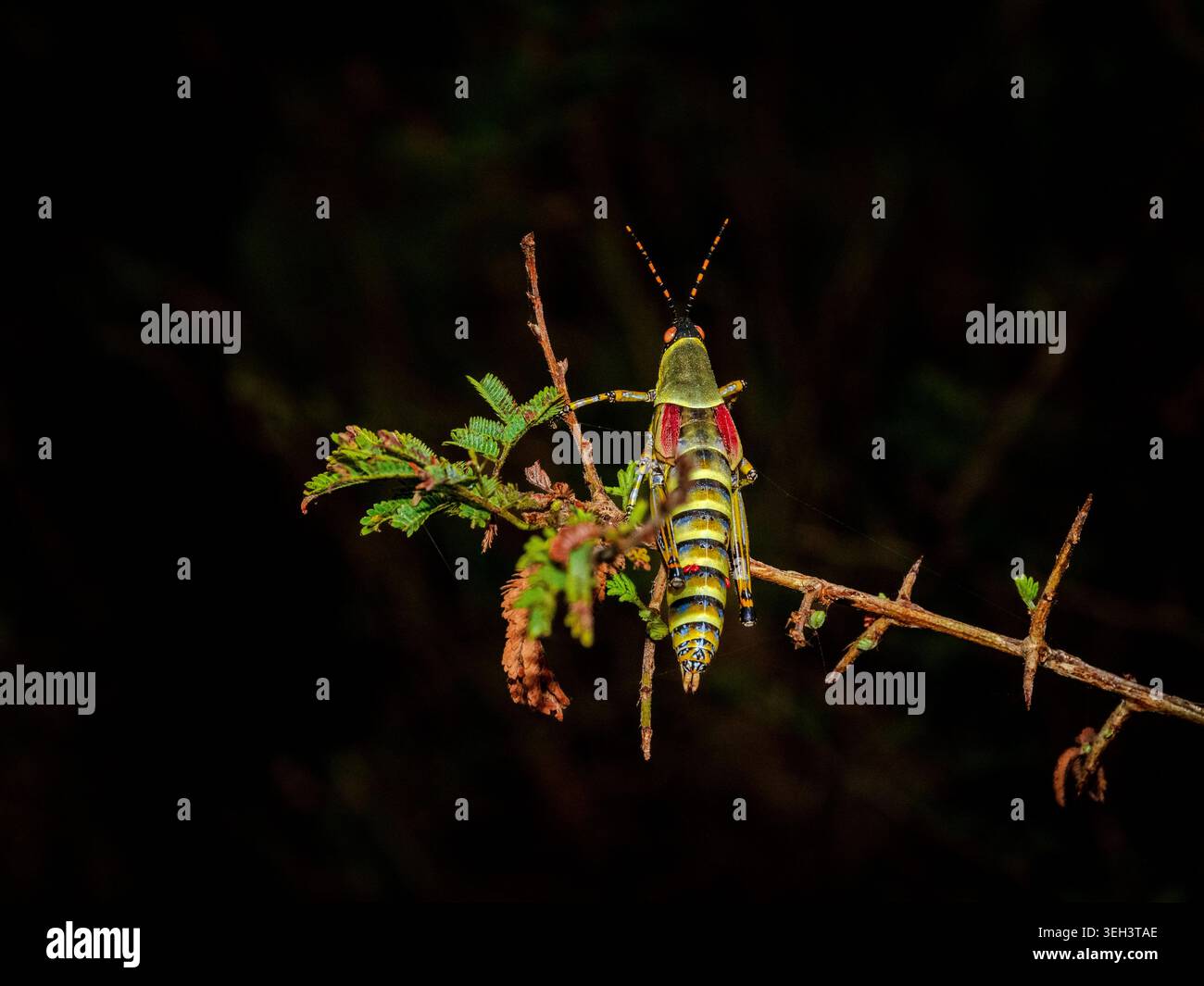 Non c'è bisogno di tenere gli occhi aperti per trovare una grande abbondanza di infissi nel Bush africano. Foto Stock