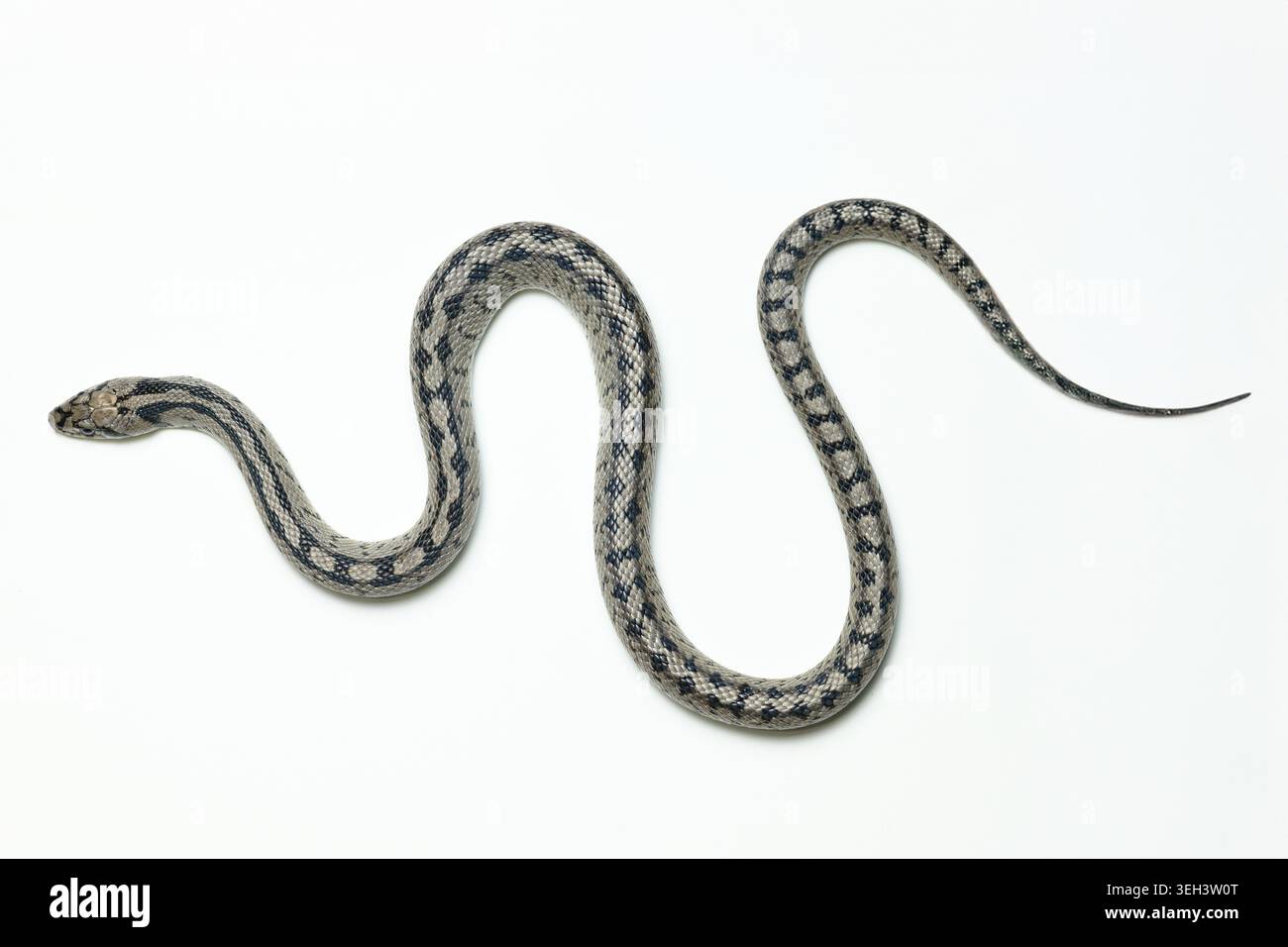 Serpente giovanile a scala (Zamenis scalaris) su sfondo bianco. Spagna. Foto Stock