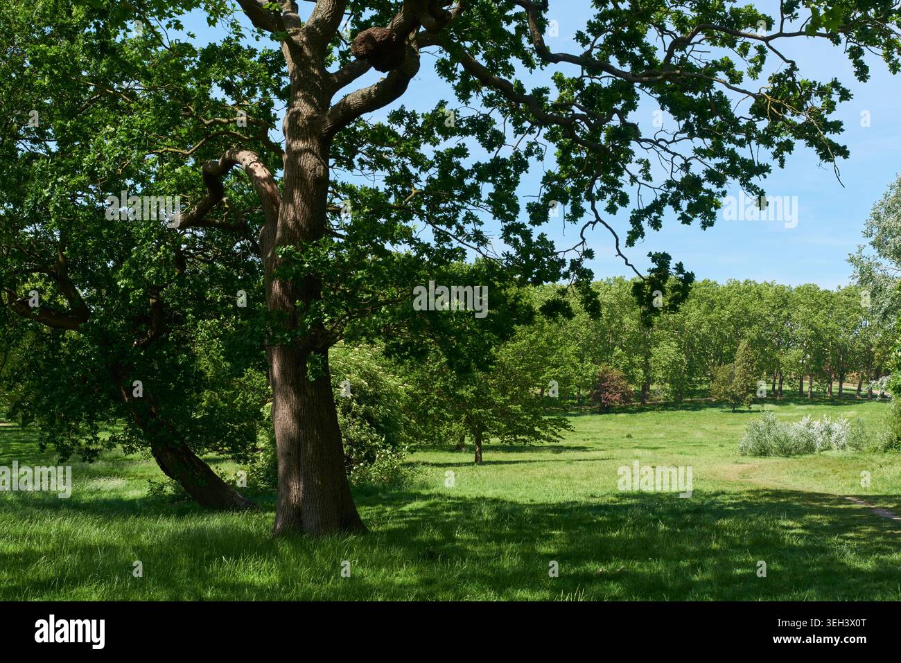 Trees in Gladstone Park, Dollis Hill, Londra, Regno Unito, a maggio Foto Stock