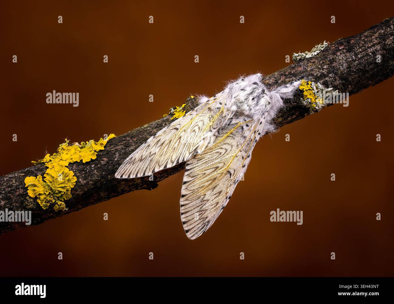 Un bellissimo gatto adulto Moth, (Cerura vinula), a riposo su un ramo di lichene coeverd. Foto Stock
