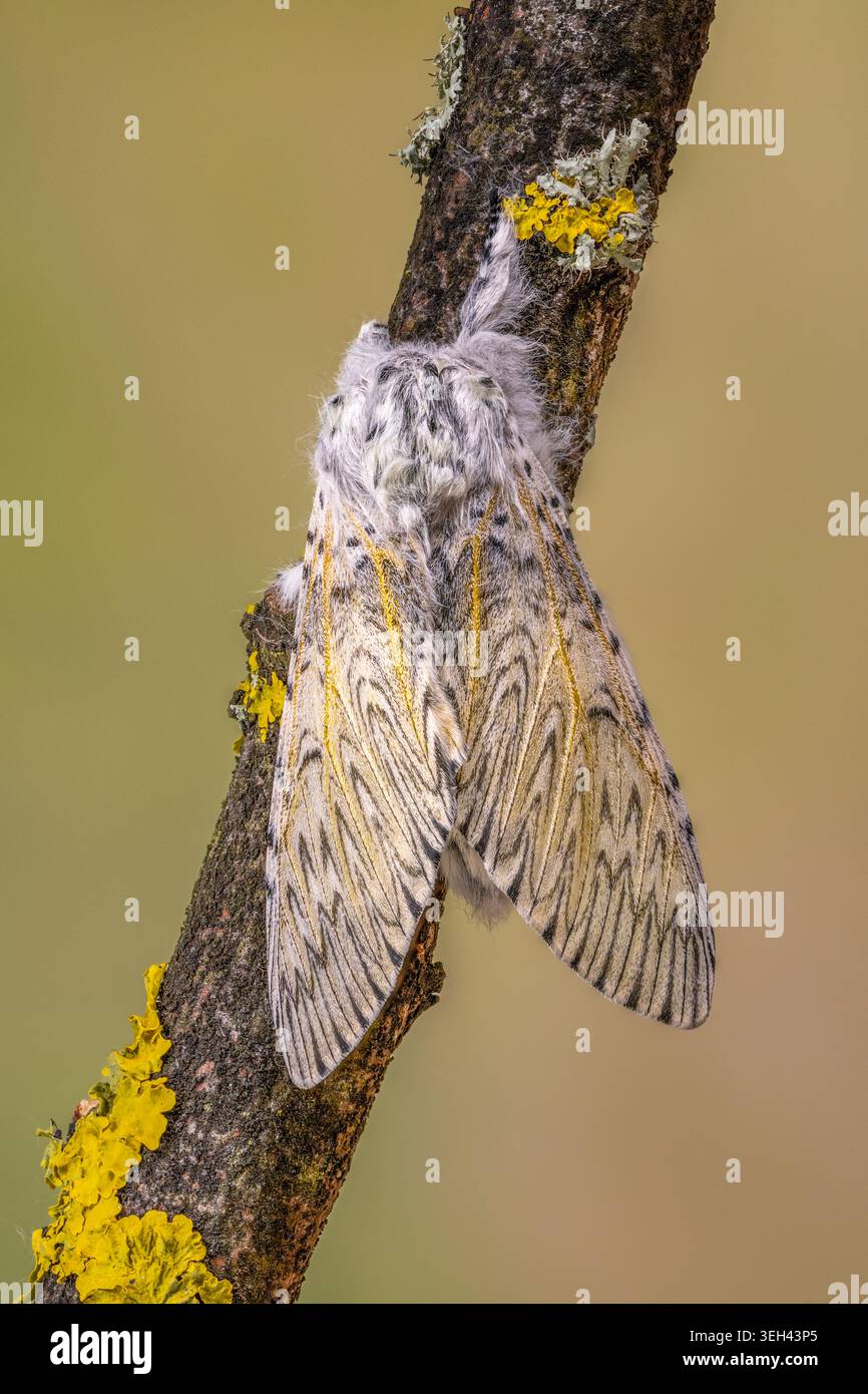 Un bellissimo gatto adulto Moth, (Cerura vinula), a riposo su un ramo di lichene coeverd. Foto Stock
