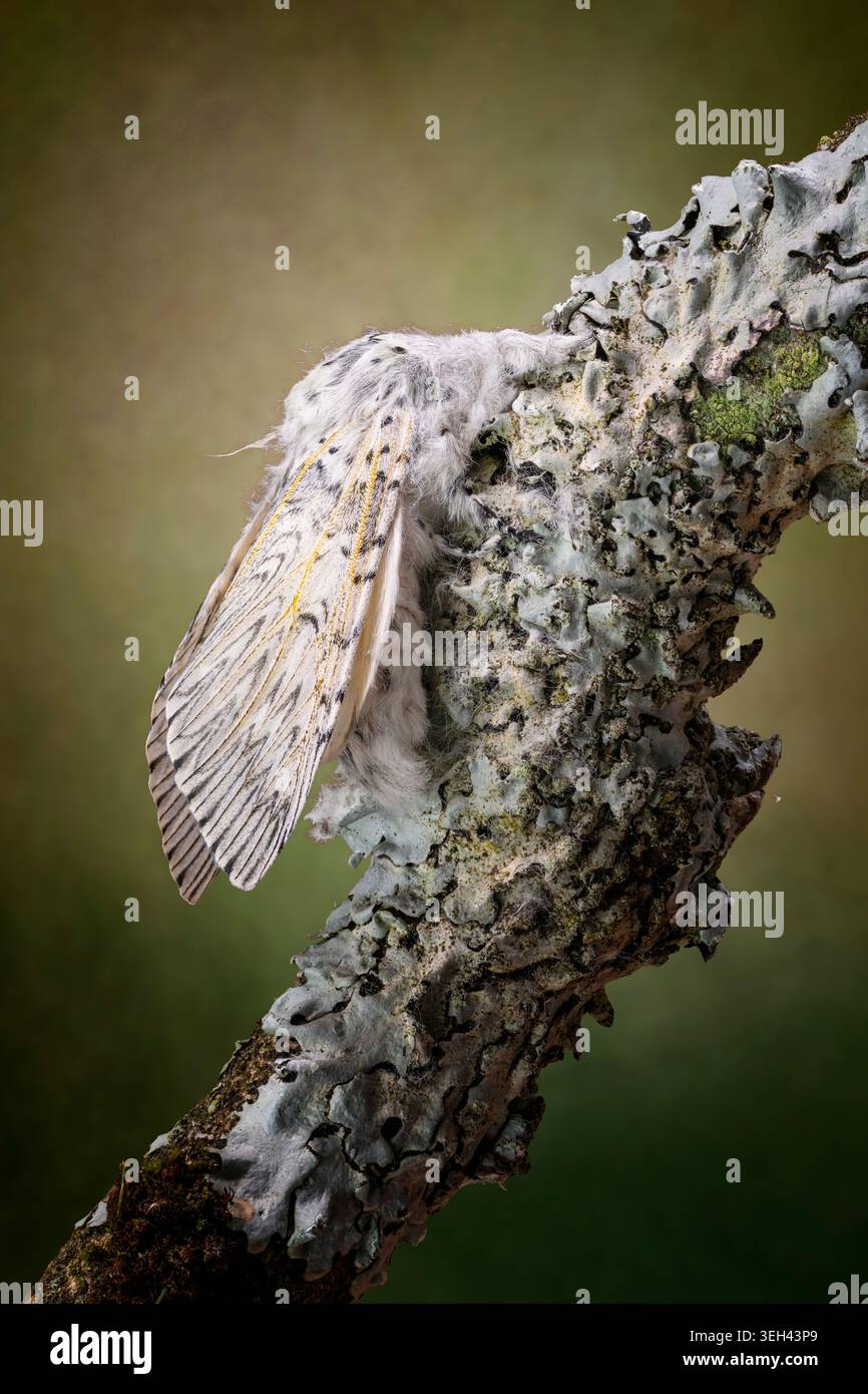 Un bellissimo gatto adulto Moth, (Cerura vinula), a riposo su un ramo di lichene coeverd. Foto Stock