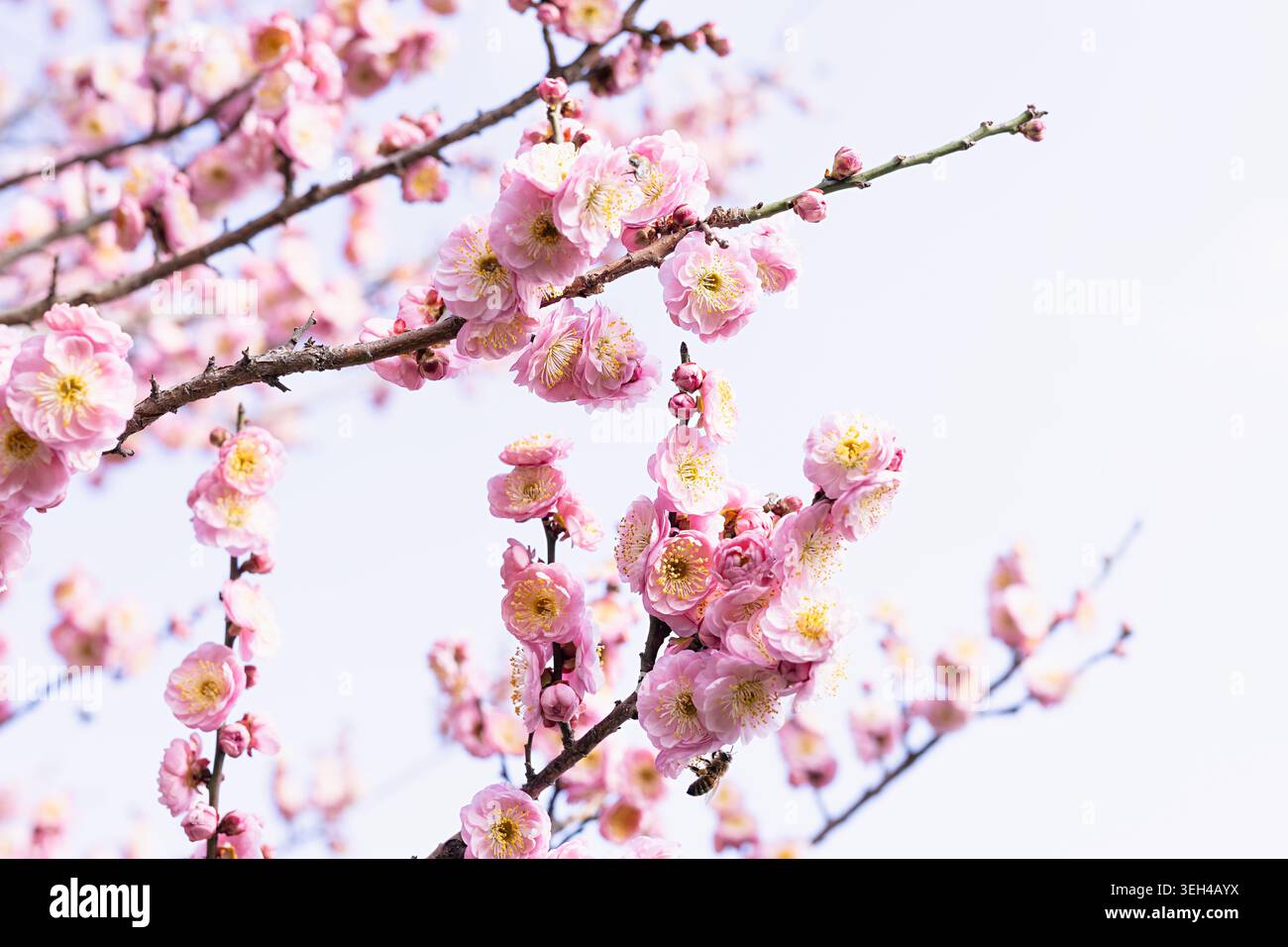 Rami rosa in fiore di ciliegio in piena fioritura contro un cielo primaverile. I fiori Sakura con stami gialli creano una morbida scena floreale ideale per la stagione e. Foto Stock