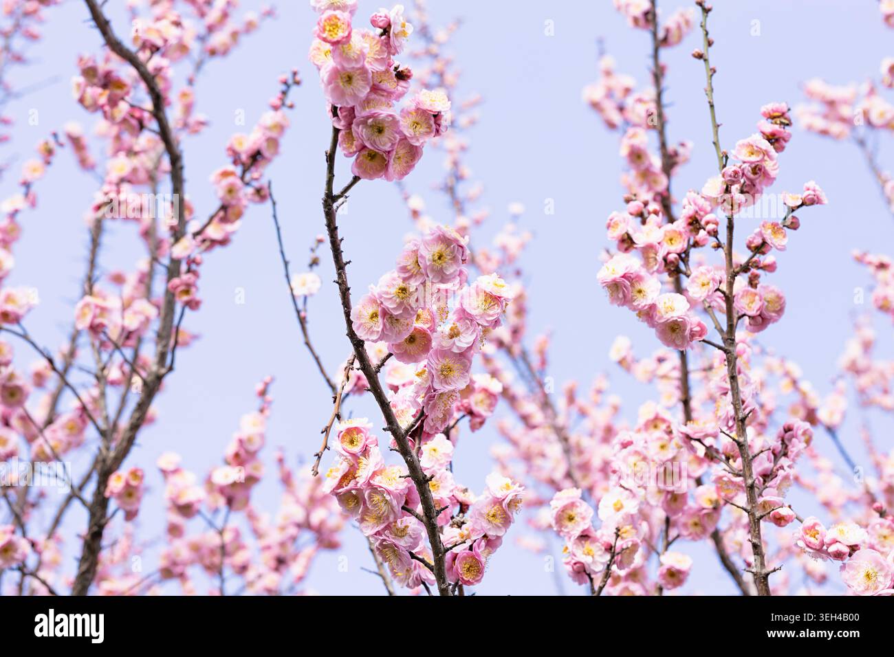 Rami rosa in fiore di ciliegio in piena fioritura contro un cielo azzurro pallido. I lussureggianti fiori sakura con stami gialli riempiono la cornice in uno scenario naturale primaverile Foto Stock