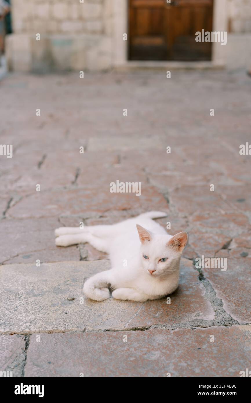 Il gatto bianco si rilassa sulla pavimentazione in pietra nel cortile storico Foto Stock