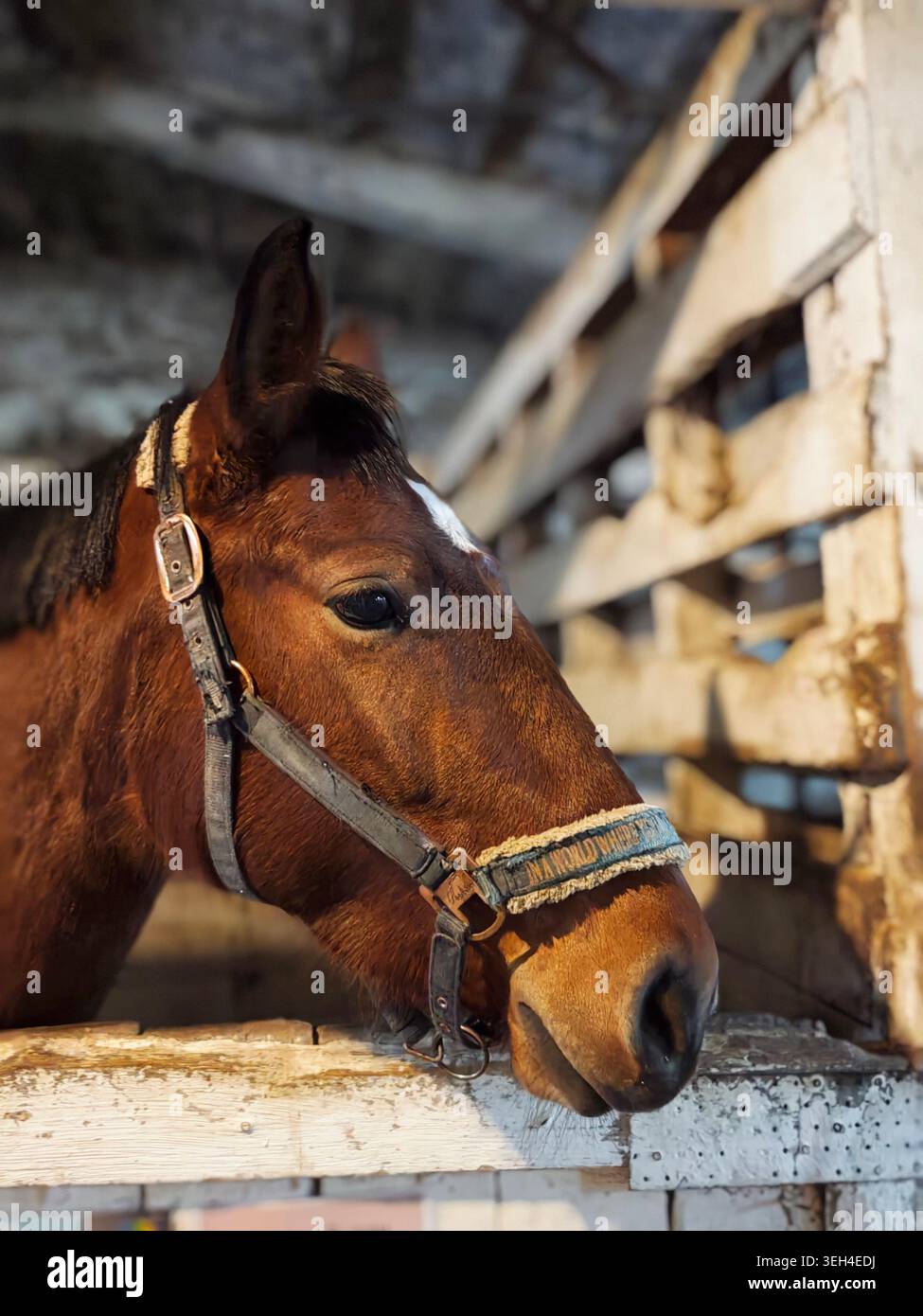 Un cavallo marrone si affaccia da una stalla con barre di legno durante il giorno. Il cavallo indossa una semplice briglia e mostra interesse per i suoi dintorni. Foto Stock