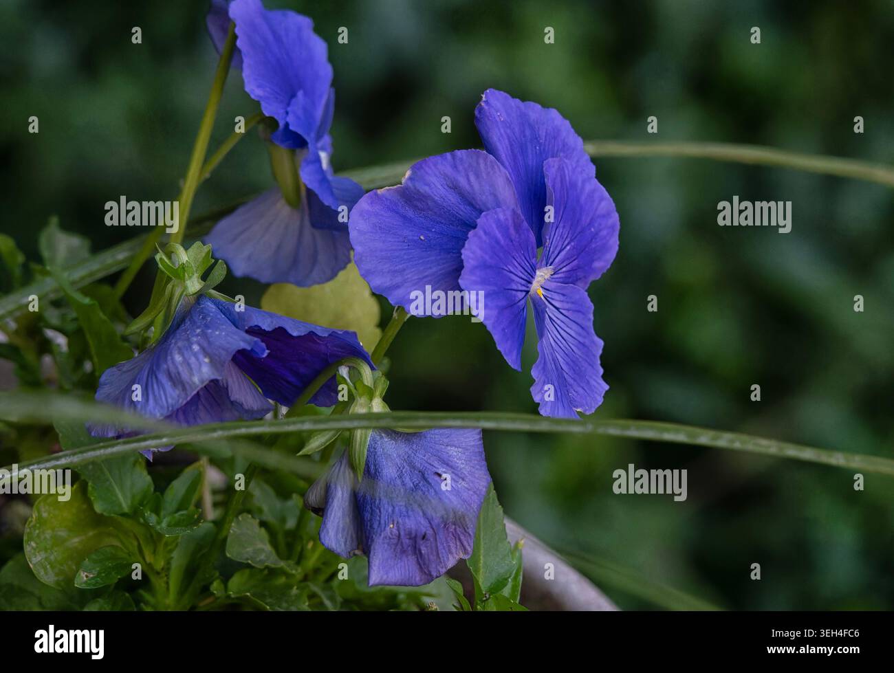 Pansy all'inizio della stagione in una giornata nuvolosa. Foto Stock