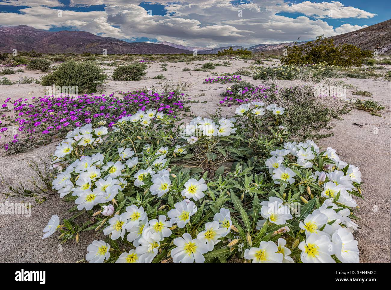 Le delicate primrose e le morbide verbane di sabbia rosa del deserto tappezzano le pendici sabbiose del Parco statale di Anza Borrego Foto Stock