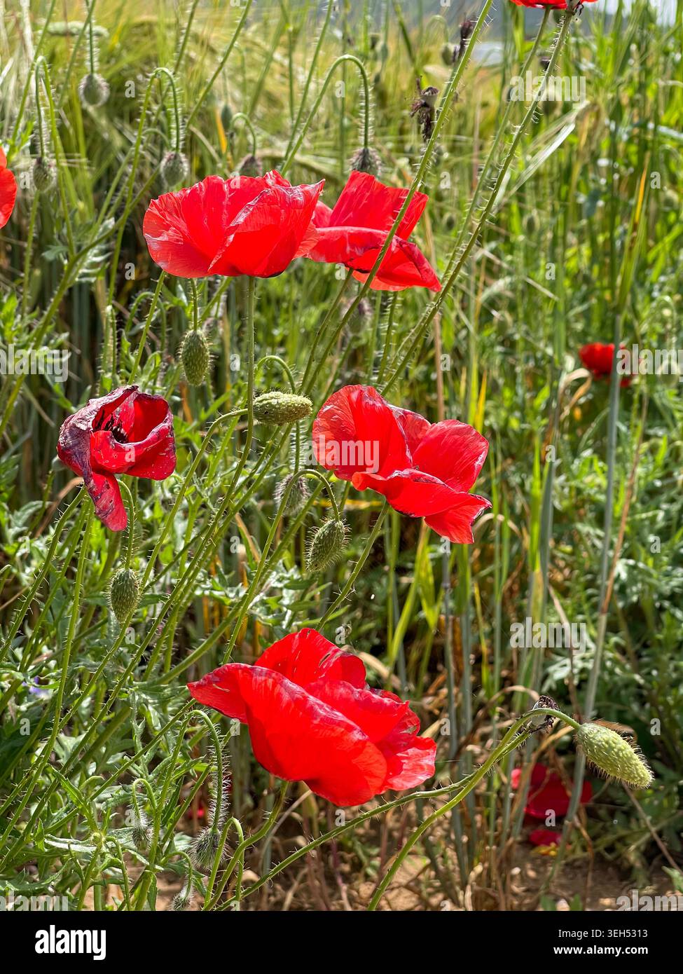 Red Poppies Blooming Across Green Spring Field - Immagine stock catturata con smartphone