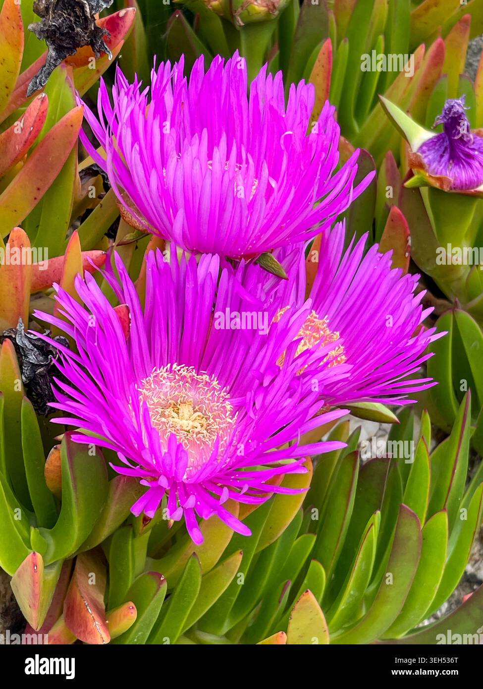 Fiori di Carpobroto rosa che fioriscono lungo la costa mediterranea - Immagine stock catturata con smartphone