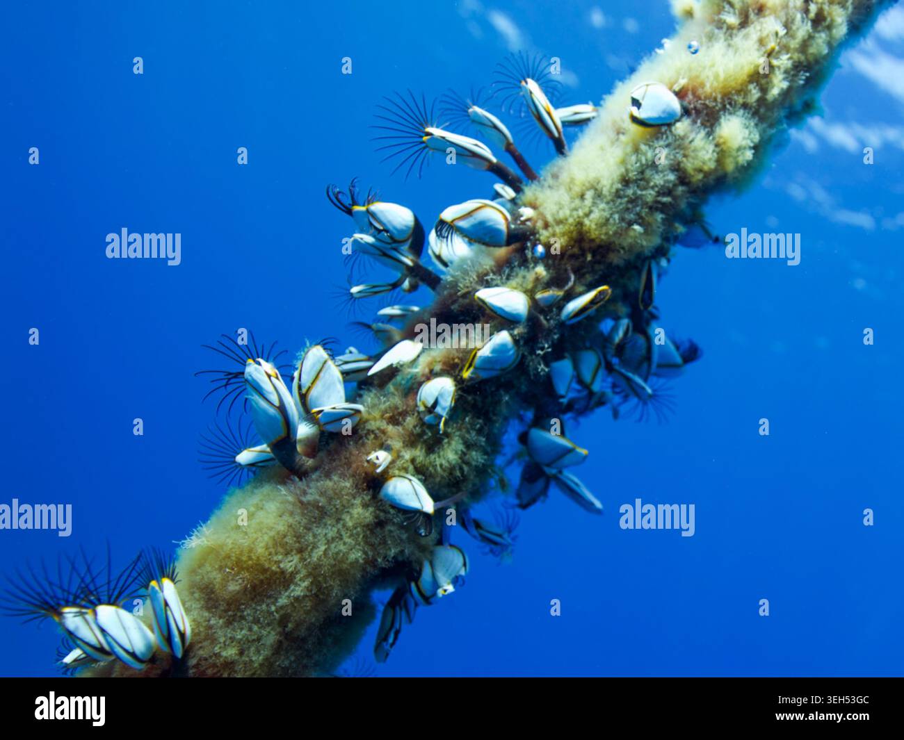 Le canne su una corda di ormeggio Foto Stock