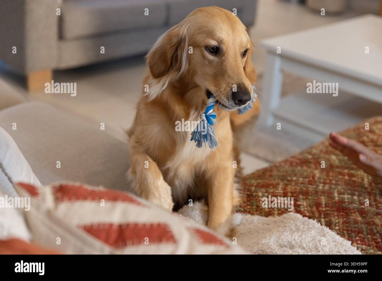 Golden retriever seduto sul divano regge un giocattolo a corda blu e bianco, reagendo alla mano e raggiungendo il gioco Foto Stock