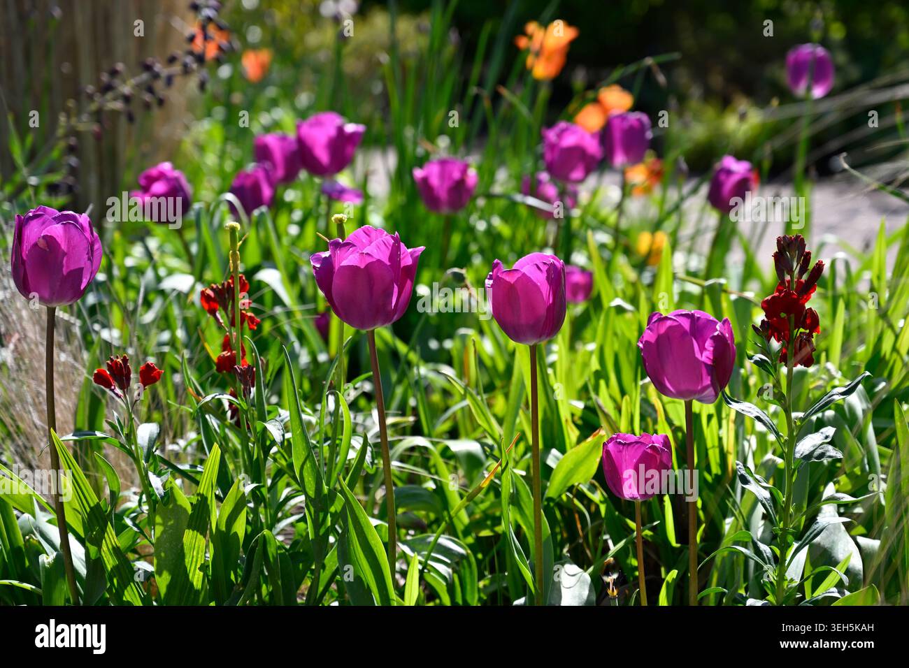 Vivace scenario di giardino primaverile con fiori di parati, tulipani principe viola e Tulipa Ballerina UK Garden April Foto Stock