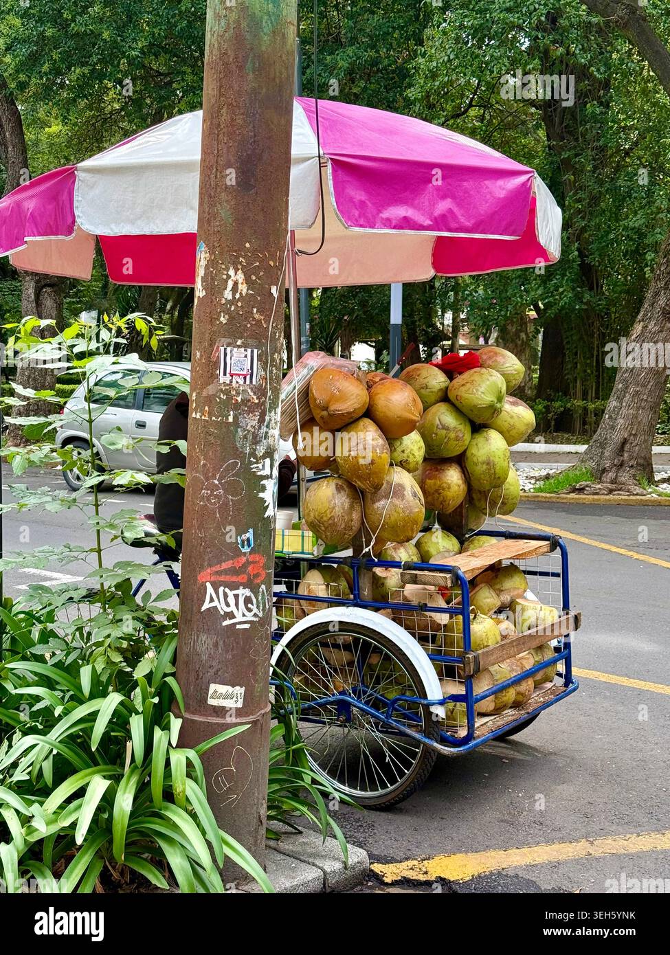 Un carrello di venditori ambulanti carico di noci di cocco fresche si trova sotto un ombrello rosa e bianco su una strada alberata a la Condesa, città del Messico, Messico Foto Stock