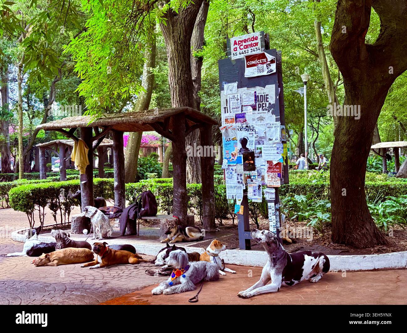 I cani riposano con i loro padroni a Parque México, un parco pubblico verdeggiante a la Condesa, città del Messico, Messico Foto Stock