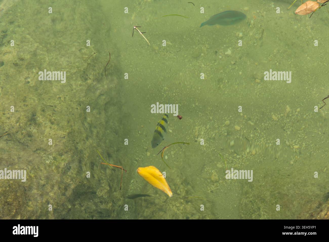 Sergente maggiore damigella e un'wrasse nelle acque poco profonde al largo della costa di Key West, Florida Keys, Florida meridionale Foto Stock
