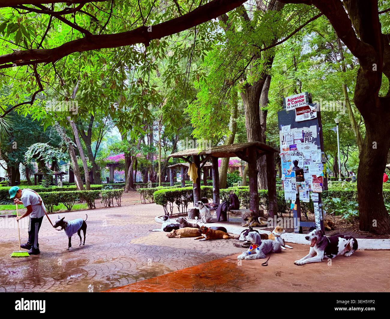 I cani riposano con i loro padroni a Parque México, un parco pubblico verdeggiante a la Condesa, città del Messico, Messico Foto Stock