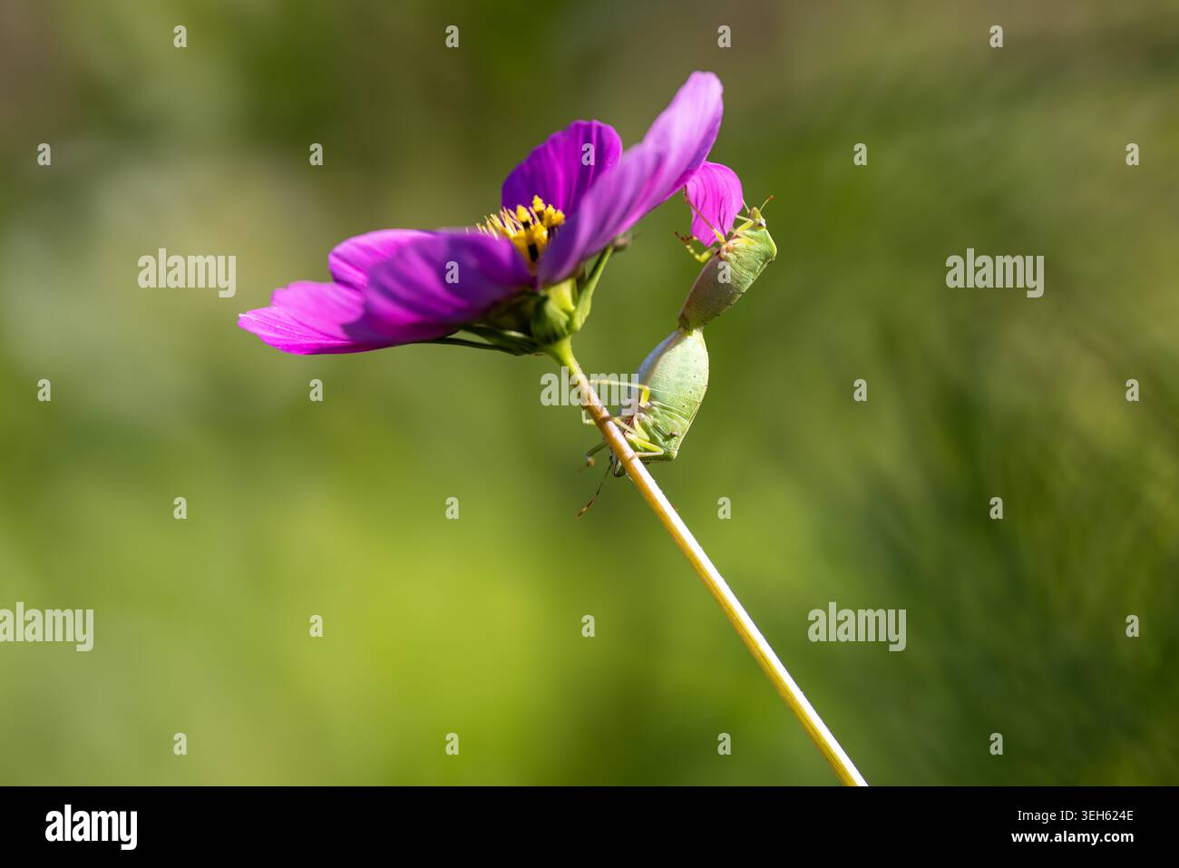 Vista di due insetti a scudo verde che si accoppiano sul fusto di un fiore cosmo viola con un morbido sfondo verde sfocato Wittenheim, Grand Est, Francia. Foto Stock