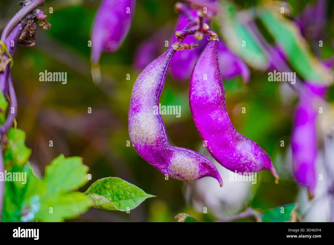 I fagioli viola coltivano naturalmente la frutta all'aperto Foto Stock