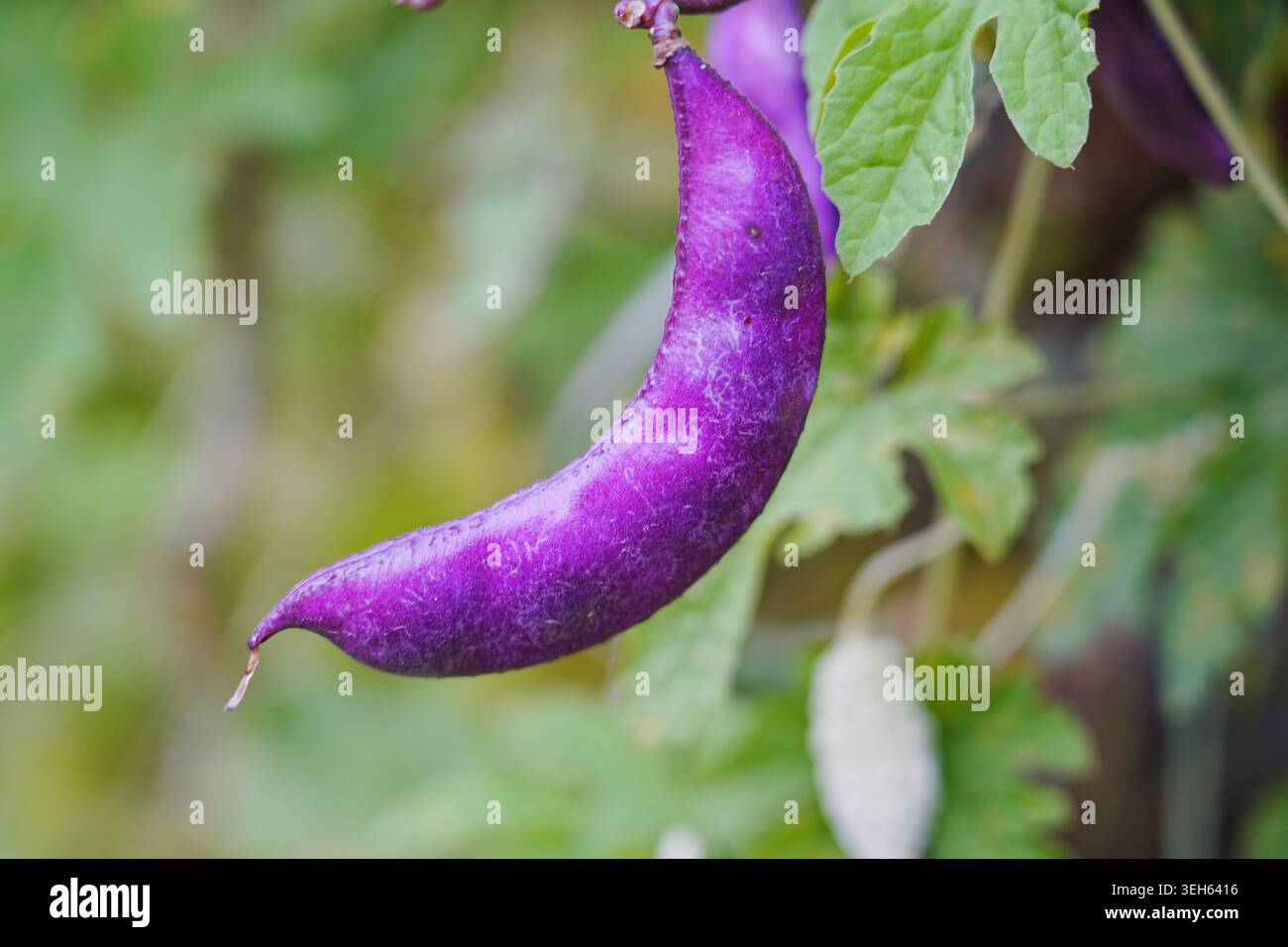 I fagioli viola coltivano naturalmente la frutta all'aperto Foto Stock