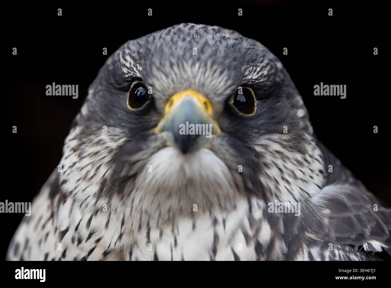 Vista di un rapace falco con occhi acuti e piume macchiate che guardano la telecamera di Selestat, Grand Est, Francia. Foto Stock